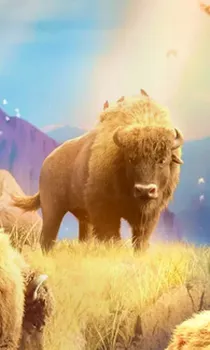 Buffalo Win